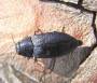 klima_u_fowi:waldschutz:biot_schaeden:insekten:561px-phaenops_cyanea_up.jpg
